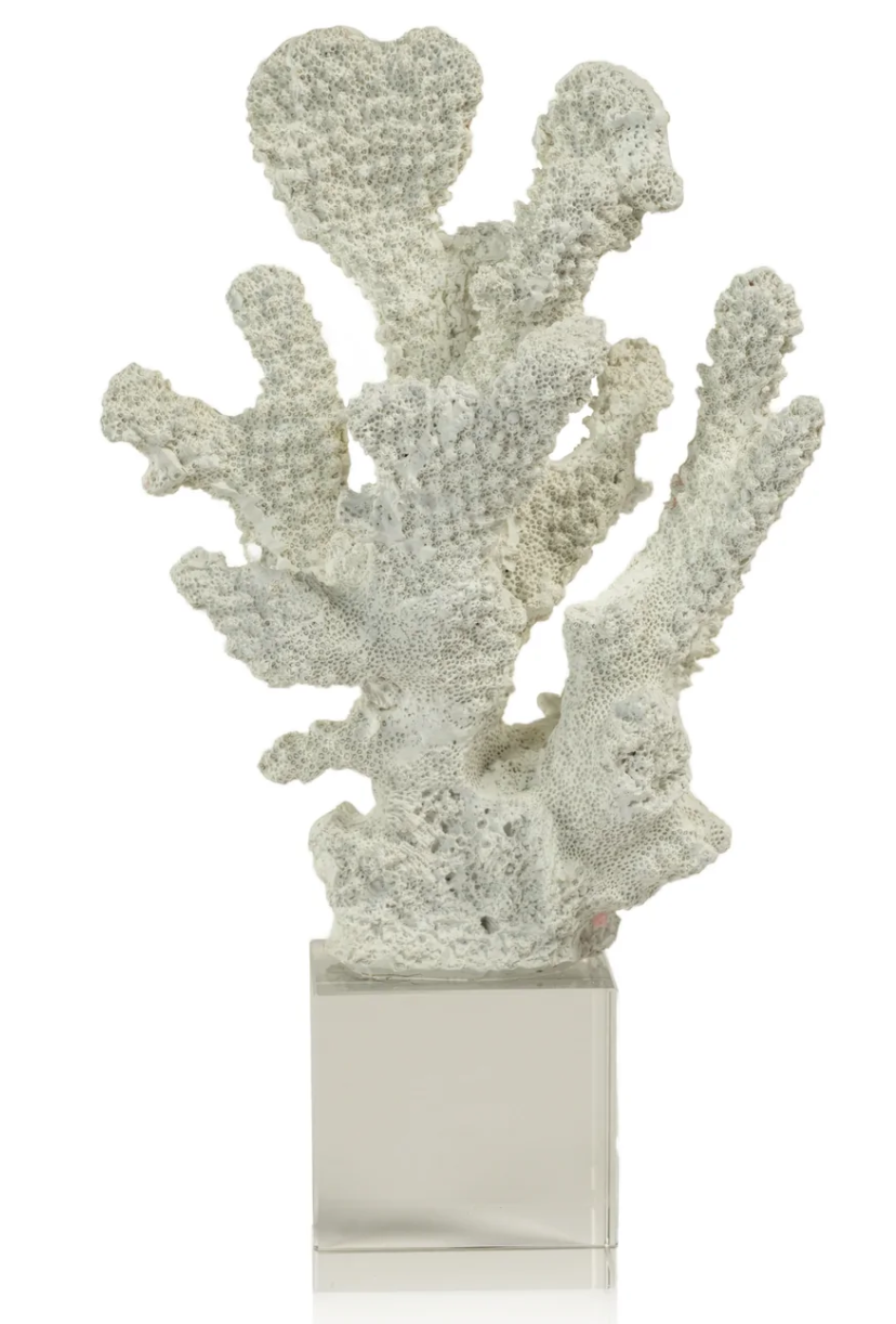 White Coral on Acrylic Base