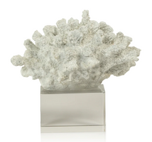 White Coral on Acrylic Base